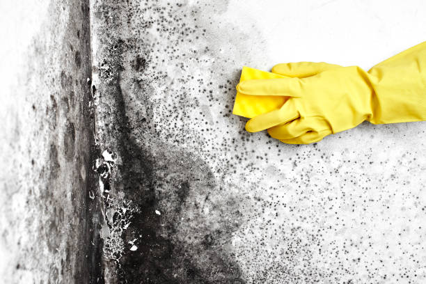 Best Mold Damage Restoration  in Northview, MI