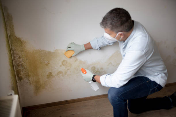 Best Attic Mold Removal  in Northview, MI