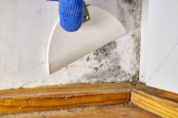 Trusted Northview, MI Mold Removal Experts